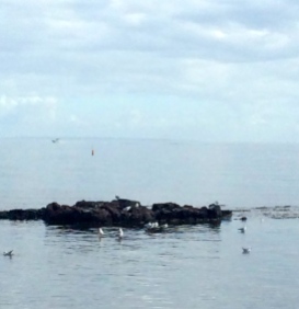 Birds of Half Moon Bay, VIC